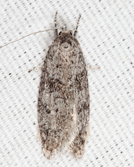 Semioscopis inornata
