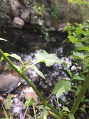 Cicuta douglasii