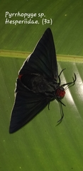 Pyrrhopyge zenodorus