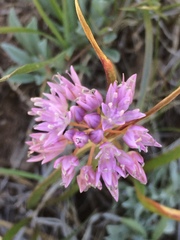 Allium lemmonii