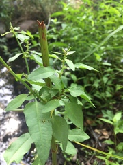 Cicuta douglasii