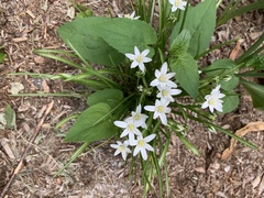 Zephyranthes candida