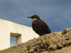 Cinclodes nigrofumosus