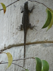 Sceloporus gadoviae