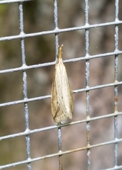 Donacaula melinellus