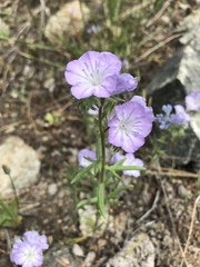 Phacelia linearis