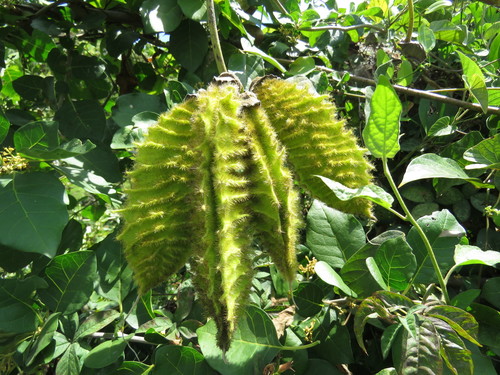 Mucuna sloanei