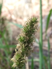 Carex tumulicola