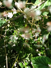 Micranthes odontoloma