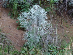Senecio viravira