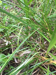 Carex tumulicola
