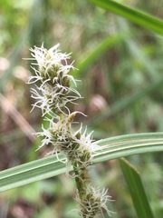 Carex tumulicola