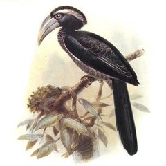 Black Dwarf Hornbill photo 4