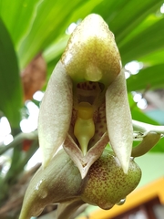 Catasetum maculatum
