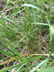 Carex tumulicola