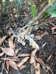 Fungi