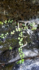 Epilobium nummulariifolium