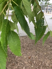 Zelkova