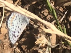Euphilotes bernardino