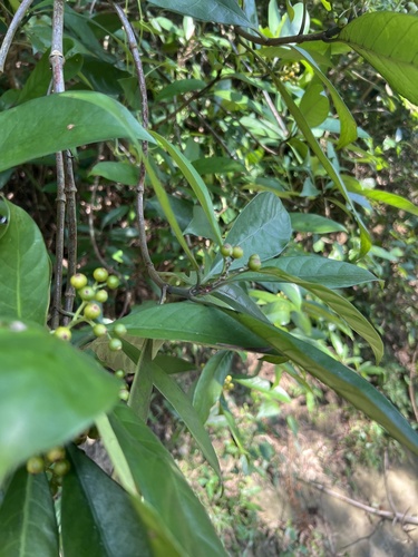 Psychotria observed 2026-10-31