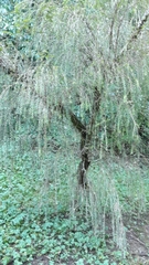 Metrosideros colensoi