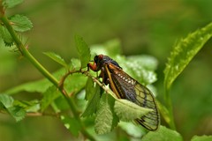 Magicicada cassinii