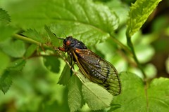 Magicicada cassinii