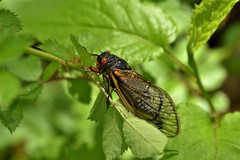 Magicicada cassinii