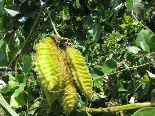 Mucuna sloanei