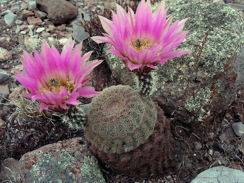 Echinocereus pectinatus
