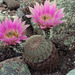 Spiny Hedgehog Cactus - Photo (c) Ad Konings, some rights reserved (CC BY-NC), uploaded by Ad Konings