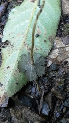 Hydrocotyle elongata