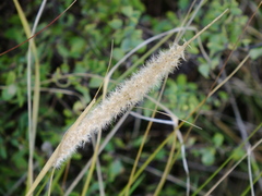 Pappophorum caespitosum