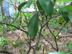 Diaporthe kalmiae