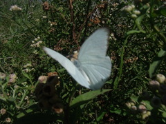 Ascia monuste automate