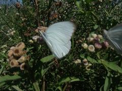 Ascia monuste automate