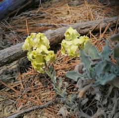 Matthiola odoratissima