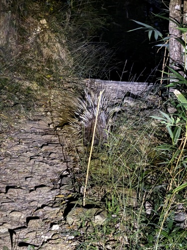 Brachyura observed 2026-10-31