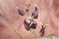 Streptanthus glandulosus niger