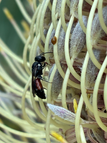Hylaeus observed 2026-10-31