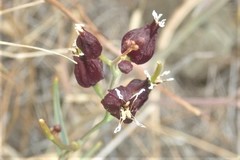 Streptanthus glandulosus niger
