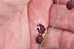 Streptanthus glandulosus niger