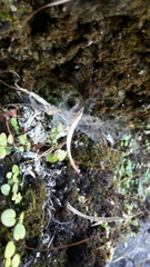 Epilobium nummulariifolium