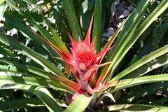 Ananas comosus bracteatus
