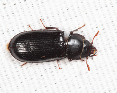 Tenebroides laticollis