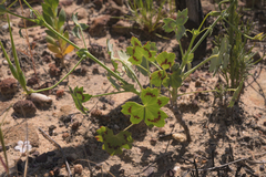 Pelargonium tabulare