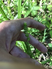 Carex sparganioides