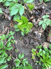 Matteuccia struthiopteris