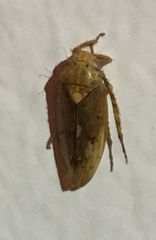 Ponana
