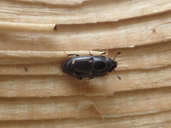 Glischrochilus siepmanni